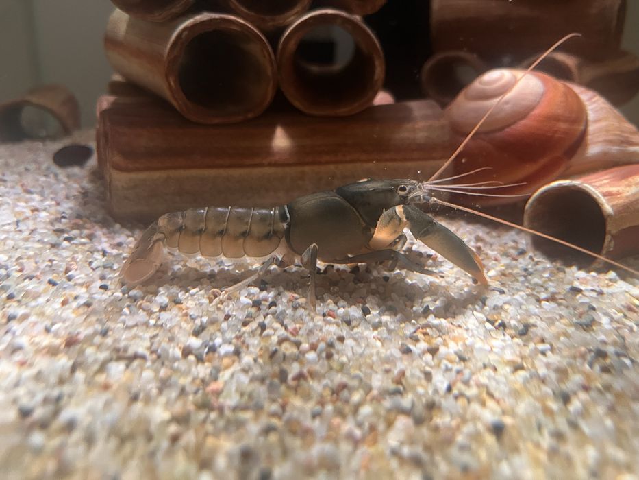 Rak Cherax Snowden