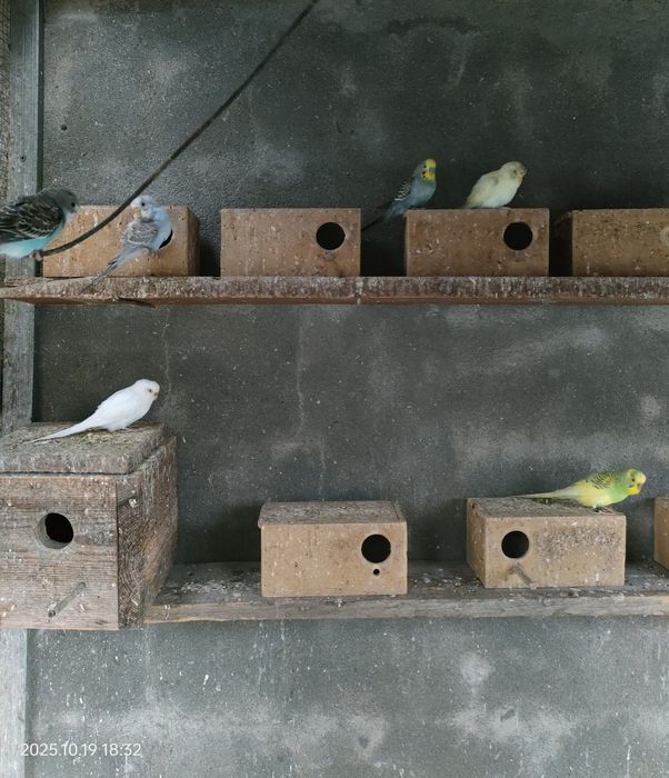 Piriquitos australianos