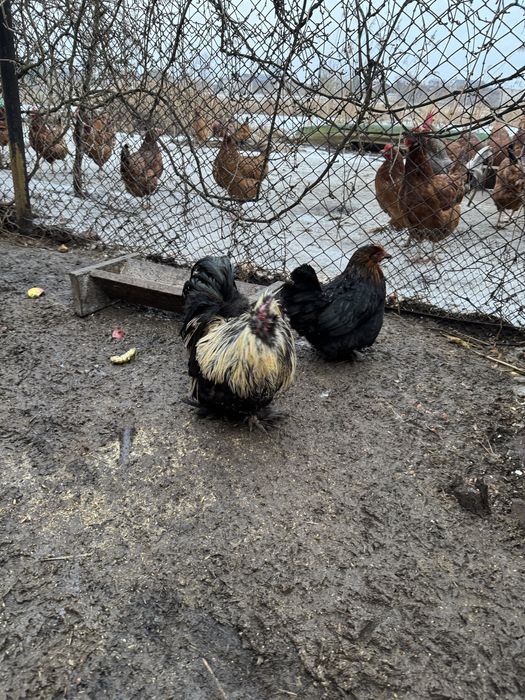 1+2 mix silka/kochin miniaturka/rosa