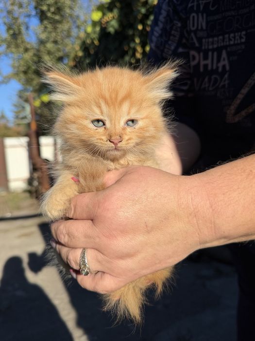 Шотланские длиношорстные  котята