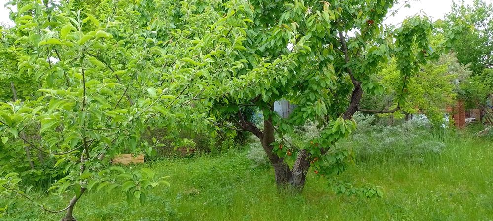 Продам дачу 10 соток