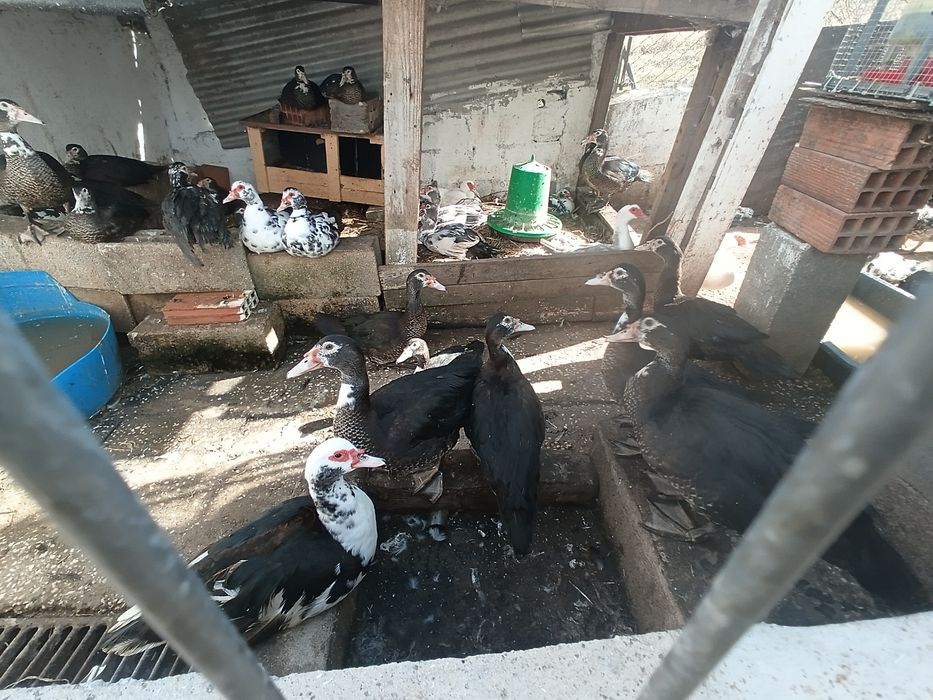 Patos mudos caseiros biológicos  promoção