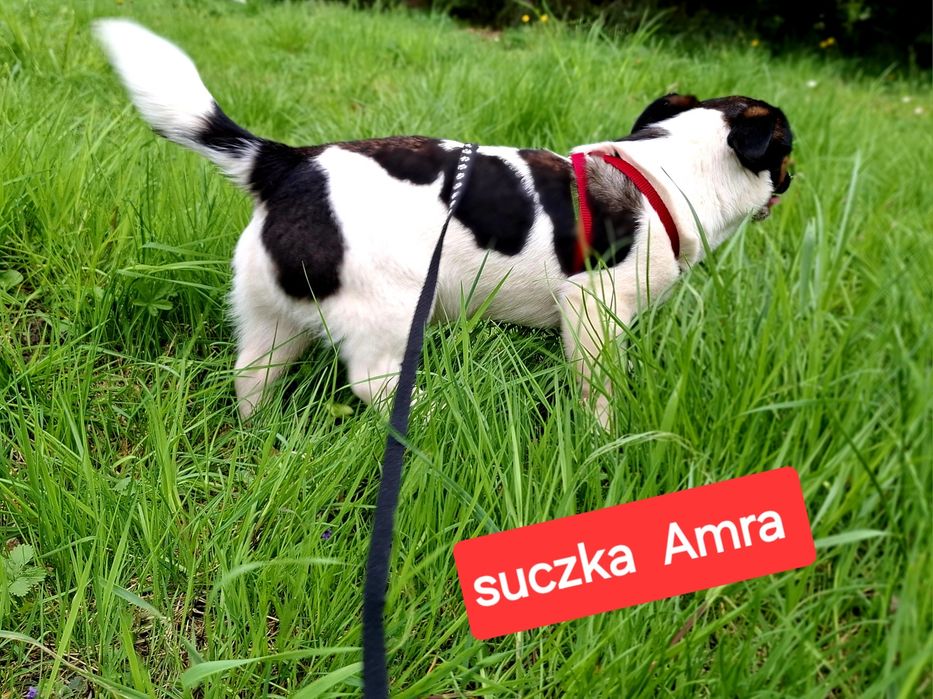 Słodka Amra !!! Jack Russell Terrier krótkie nóżki RODZICEWHODOWLI