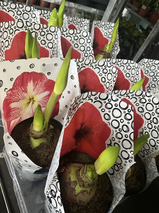 Гіпеаструм,спатифілум,антуріум,каланхоє,драцена Голден Коаст,ноліна,