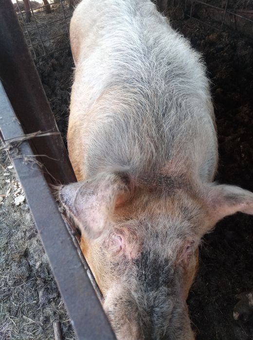 Продам хряка кнура.