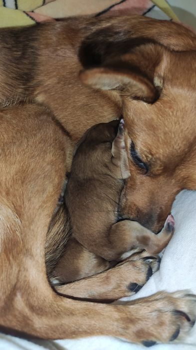 Віддам цуценя в добрі руки.