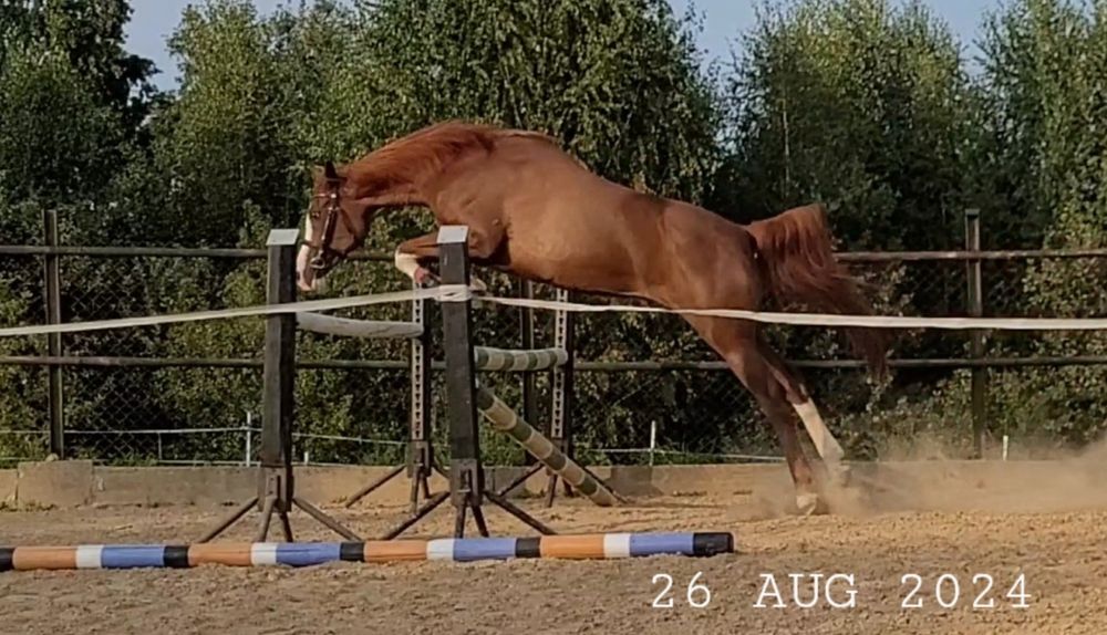 Wybitna klacz arabska (kuc) | Na MATKĘ