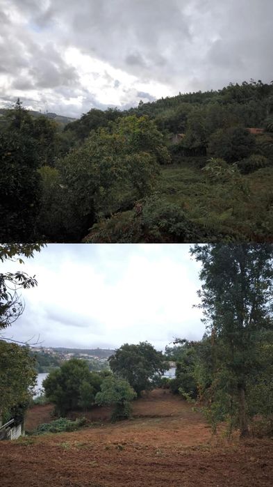 Limpeza e desmatação de terrenos