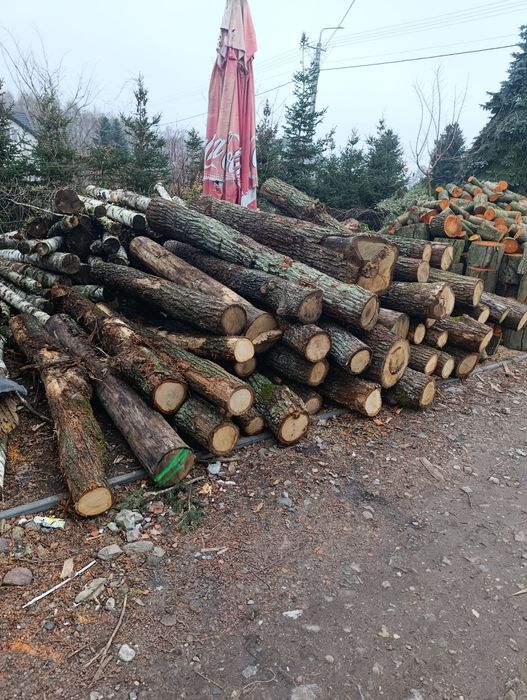 Witam Świeża olszyna