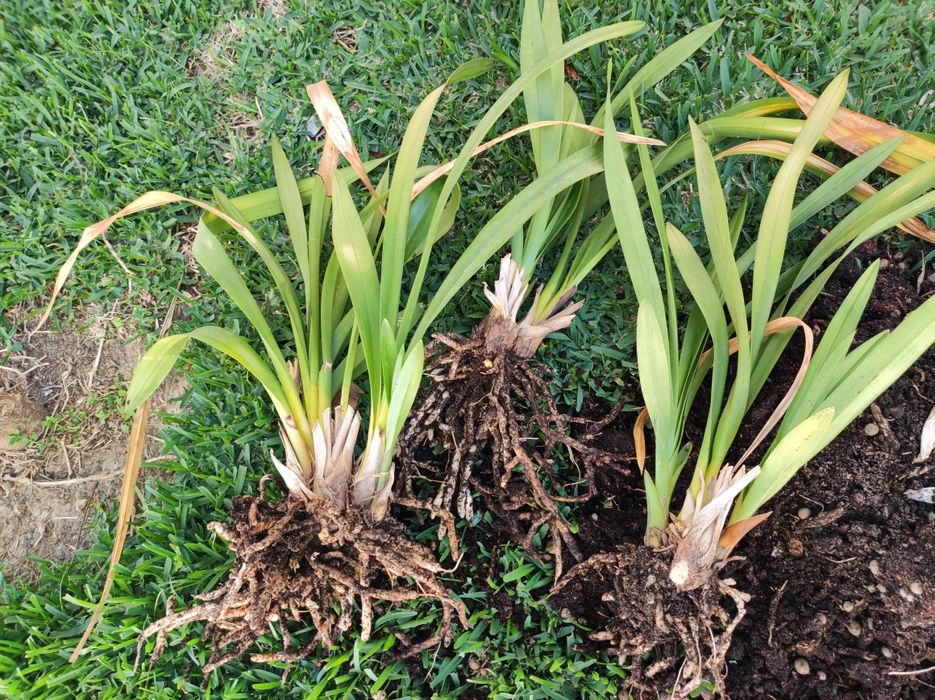 Orquídeas de várias cores