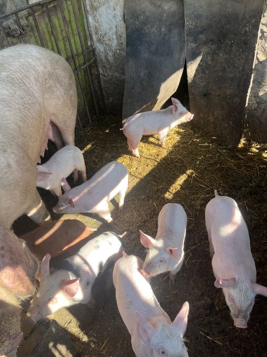 Поросята мясного направления