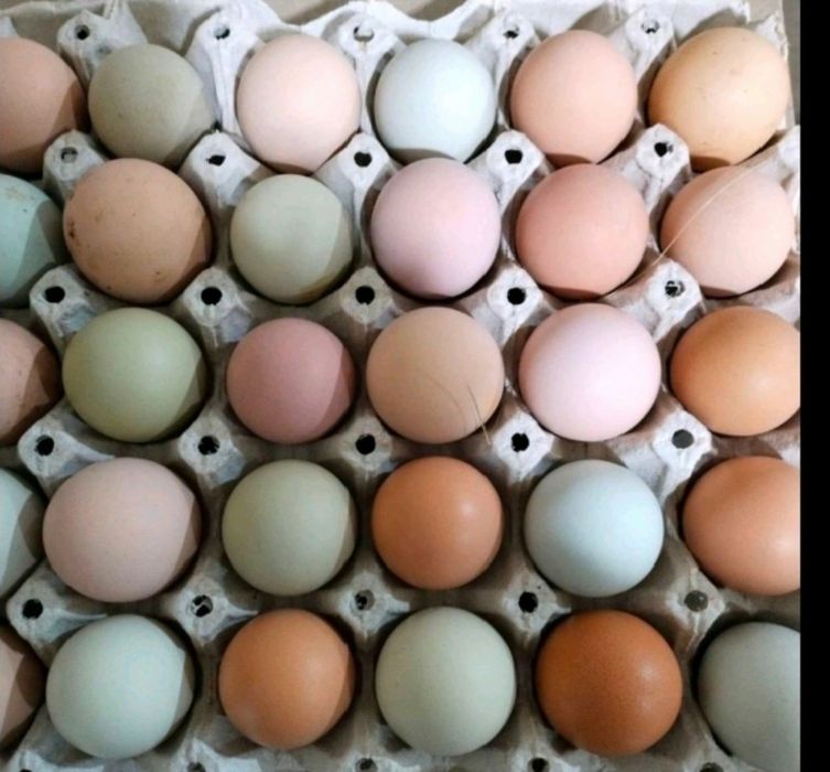 Яйця для інкубації курей домінант
