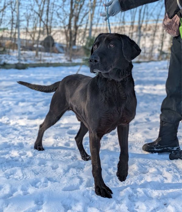 Wyjątkowy psiak Fryc w typie labradora szuka domu!