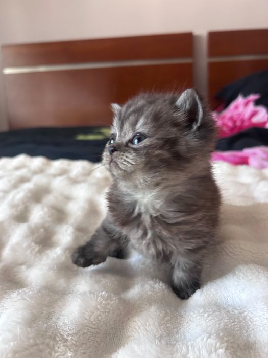 Gatinha Scottish Straight