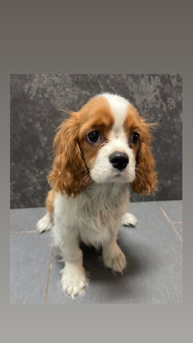 Cavalier King Charles