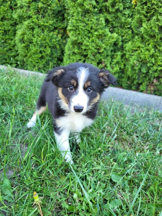 Szczeniak Border Collie suczka