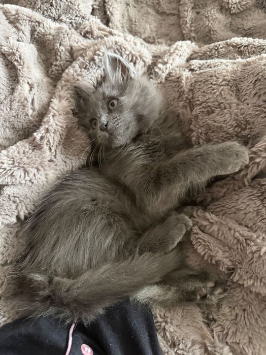 Віддамо котика у добрі руки