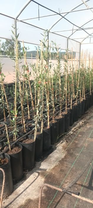 Oliveira Galega de vários tamanhos