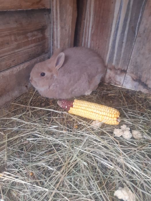 Кролі різного віку