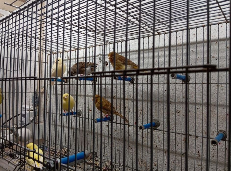 Canários para ceder lotes 12,5€ / un 15€