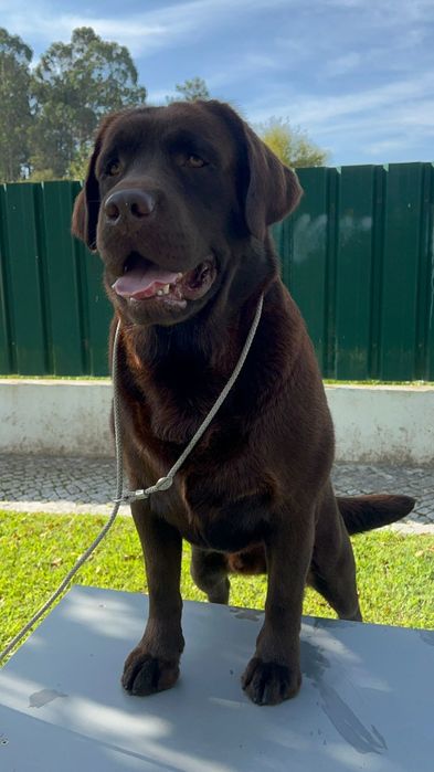 Labrador Retriever com lop e afixo