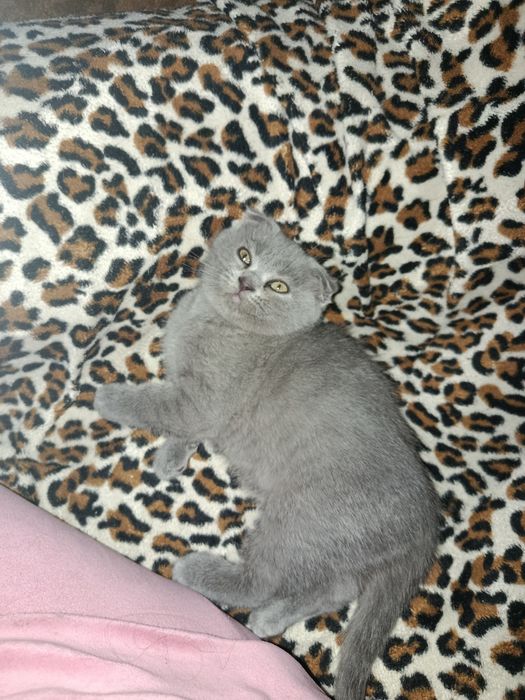 Продам шотландских вислоухих котят