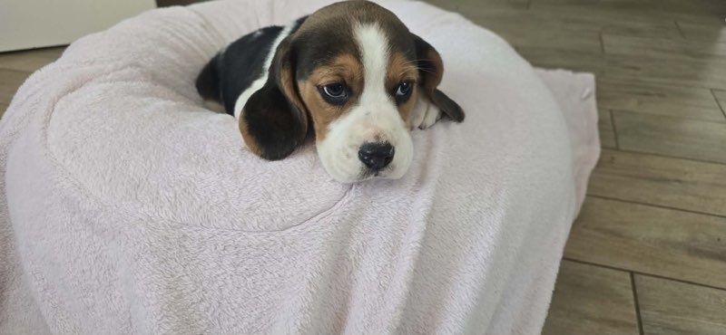 Beagle trikolor aktualne