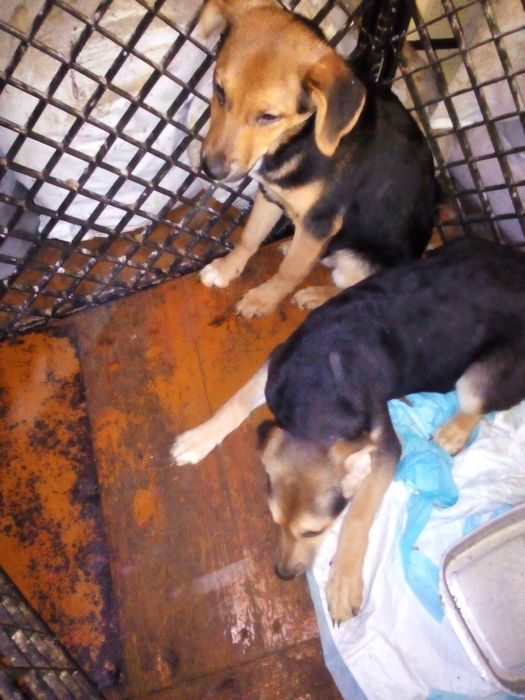 Віддам цуценя в добрі руки.