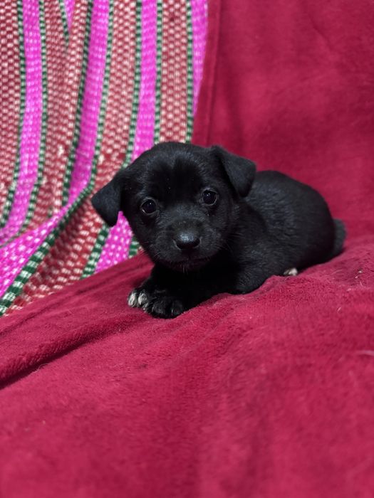 Bebés para adoção