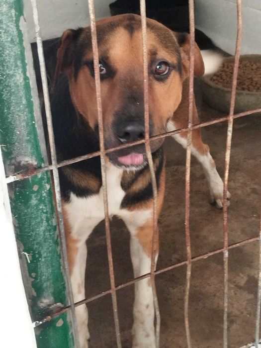 BROMÉLIO (Macho, Porte Médio-Grande) Para Adoção