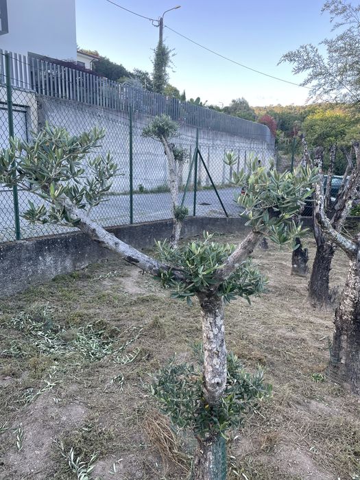 Olieviras Bom preço