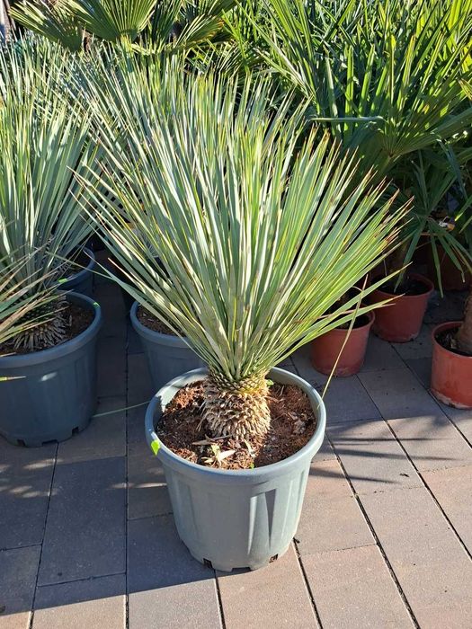 Yucca Juka Juki Rostrate Niebieskie Piękne Polecam!