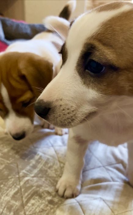 Найкращі дітки Джек в Україні,клубні!