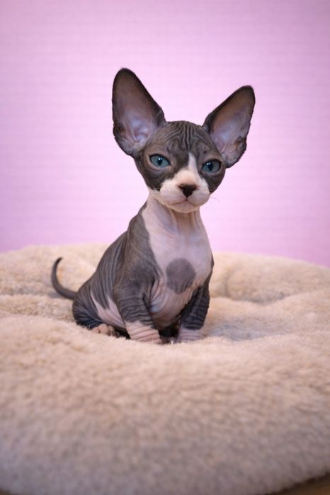 Dixi kotka bicolor do rezerwacji