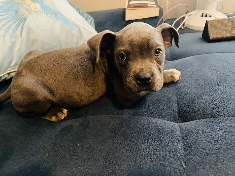 Szczeniak American Staffordhire Terrier Blue