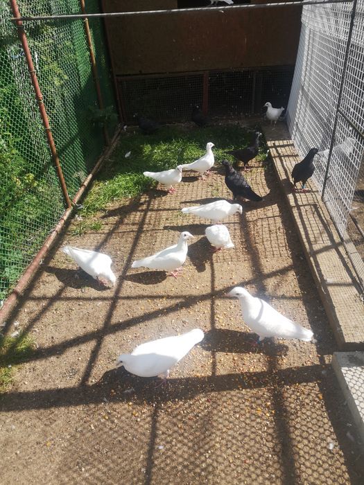 Gołębie pocztowe białe, czarne