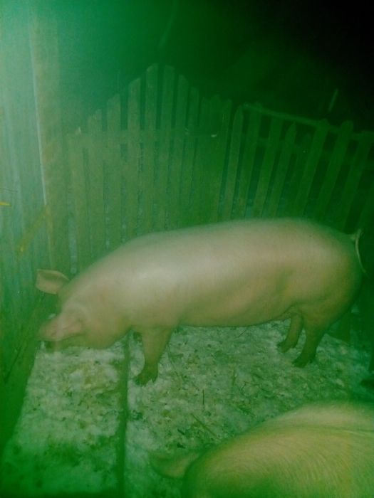 Продам ремку,свинку на свиноматку  мати f1