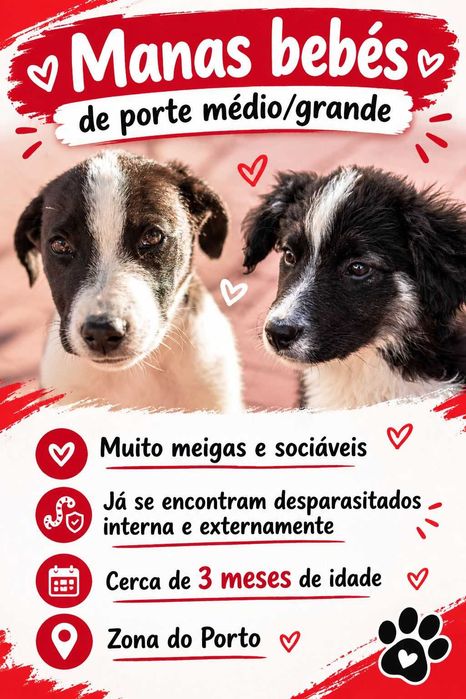 Cadelas bebes - Adoção Responsável