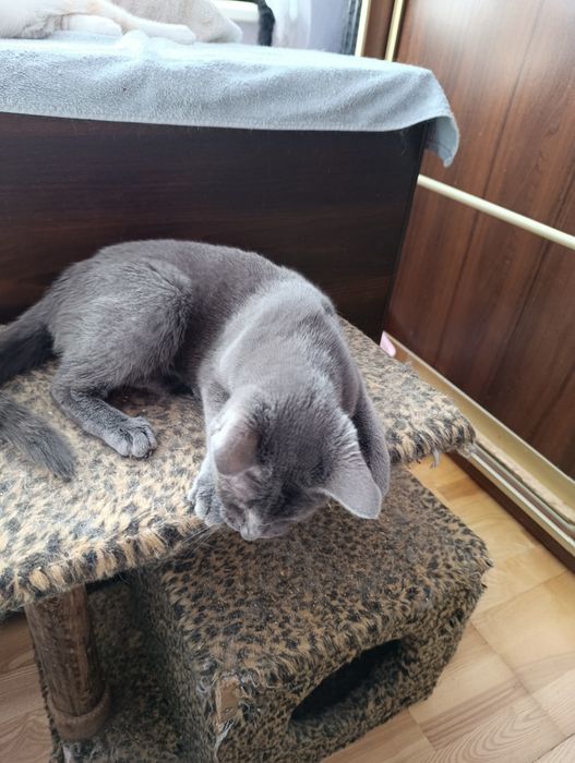 Кіт. Киця. Кошеня.