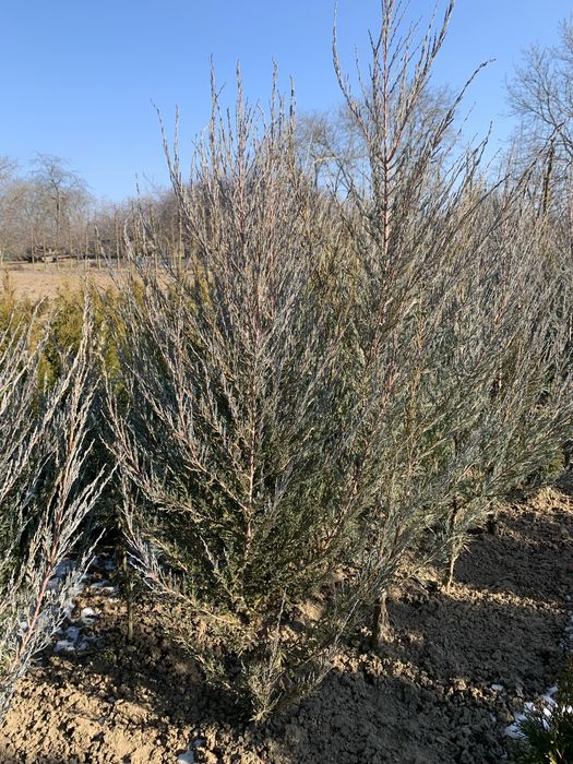 Зелені насадження Блю Арроу