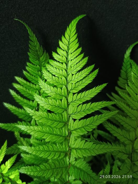 Папороть Атіріум (Athyrium),