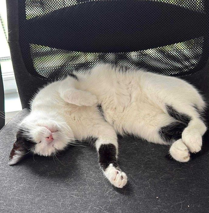 Kieszonkowa Cebulka szuka domu