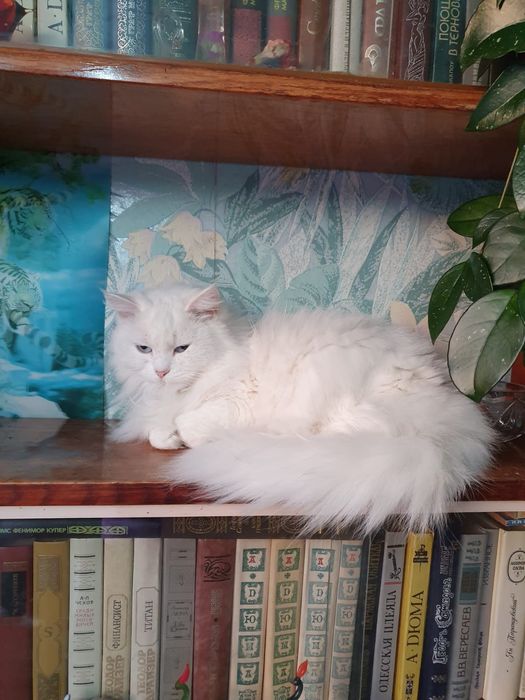 Отдам в хорошие руки котиков