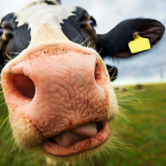 Dezosan 1000kg – Skuteczna sucha dezynfekcja ściółki + Dostawa GRATIS!
