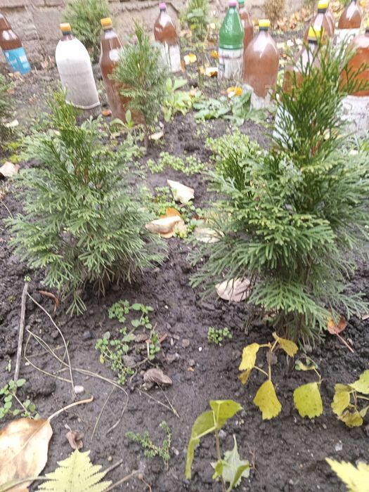 Ель Канадская, Туя, Плющ вечно зеленый, морозостойкий. Саженцы