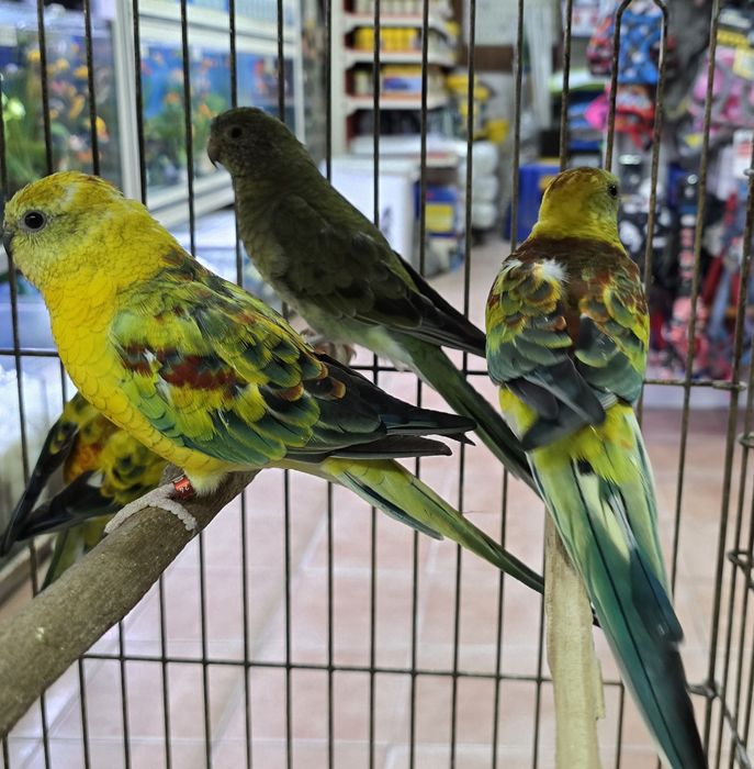 Red Ramp prontos para criar