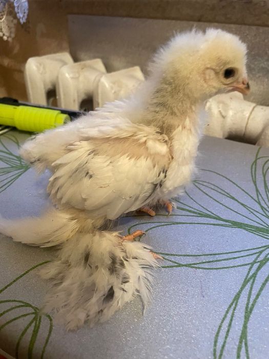 Продам курчат білої брами
