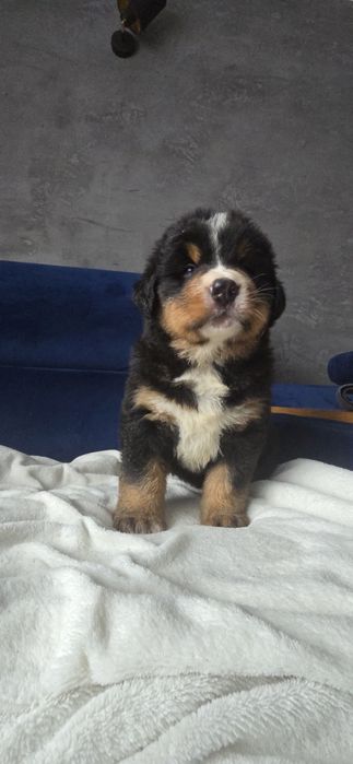 Berneński pies pasterski