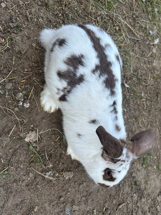 Sprzedam króliki – młode i dorosłe, samce i samice!