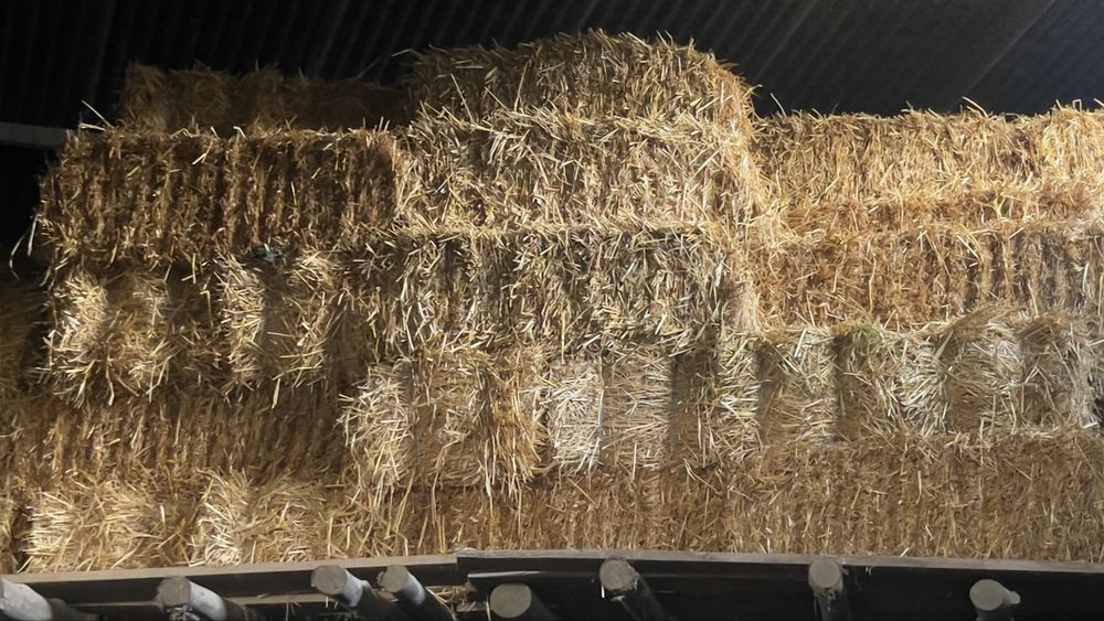 Fardos de palha de aveia